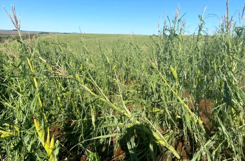  Lavouras foram destruídas pela chuva de granizo em Pitanga