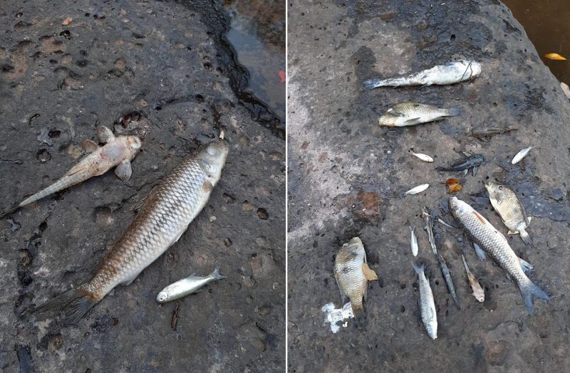 Moradores de Nova Tebas encontram peixes mortos no rio e pedem providências