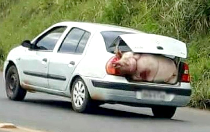  PORCO DE CARONA? – Duas pessoas são presas suspeitas de saquear carga de porcos após caminhão tombar na BR-277, em Virmond