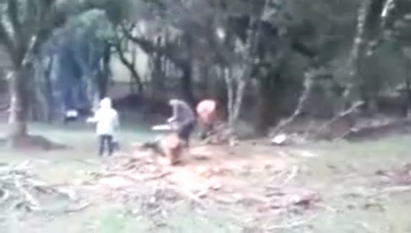 Árvores sendo cortadas em terreno da Prefeitura de Pitanga