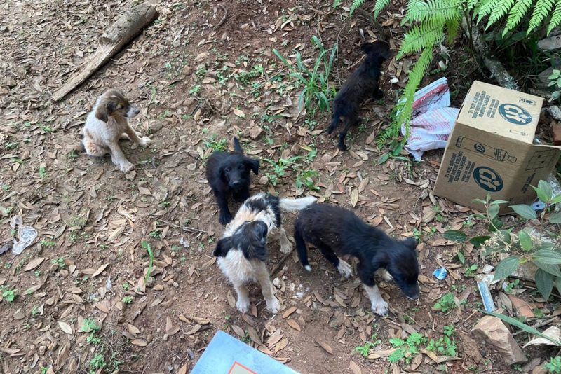  Cachorros e gato são abandonados em estrada no interior de Pitanga