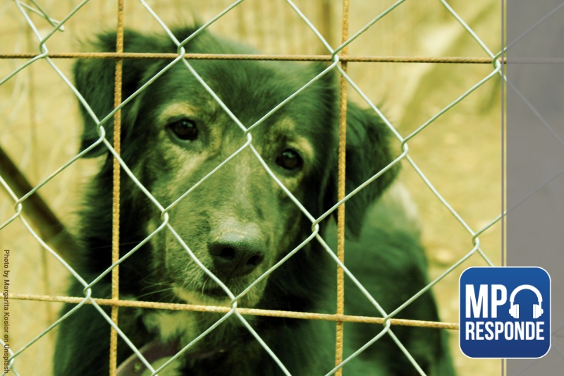  Dezembro verde: perguntas tratam de abandono de animais