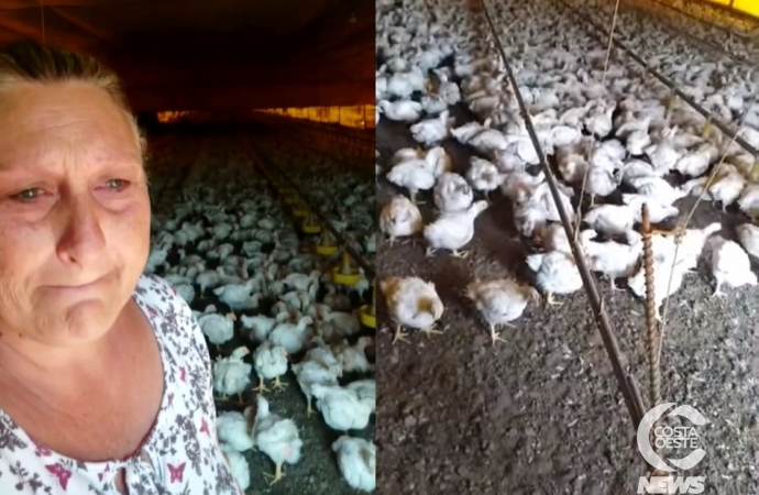 Produtora de Santa Helena implora por água para não perder lote de frangos