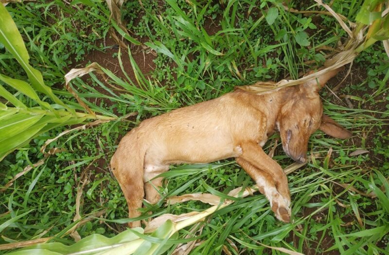  Preso em Turvo, homem que matou seu cachorro com uma foiçada na nuca