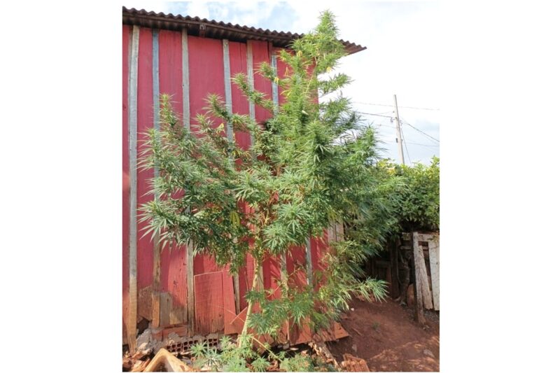  Pé de maconha de 2 metros é encontrado pela PM em uma residência em Pitanga