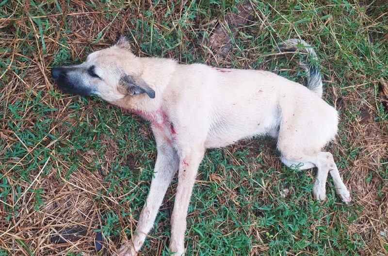  Preso em Manoel Ribas – Homem que deu dois tiros de espingarda em um cachorro