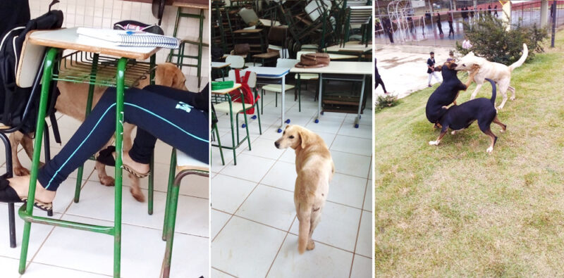  Cachorros “tomam conta” de escola em Boa Ventura. Viram lixos e andam por dentro das salas de aulas junto com alunos