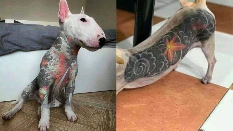  Proibição de piercings e tatuagens em animais é aprovada em redação final e segue para sanção do executivo