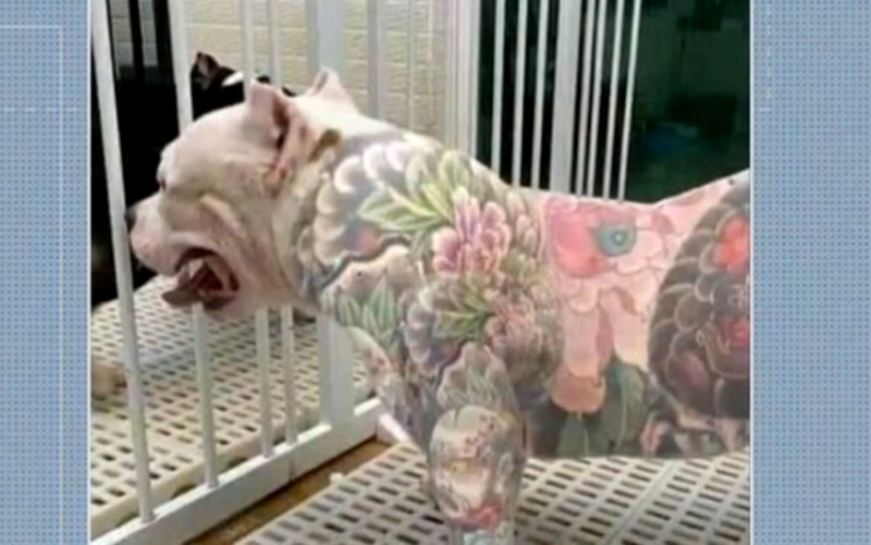  Tatuagens e Piercings em animais são proibidos no Paraná