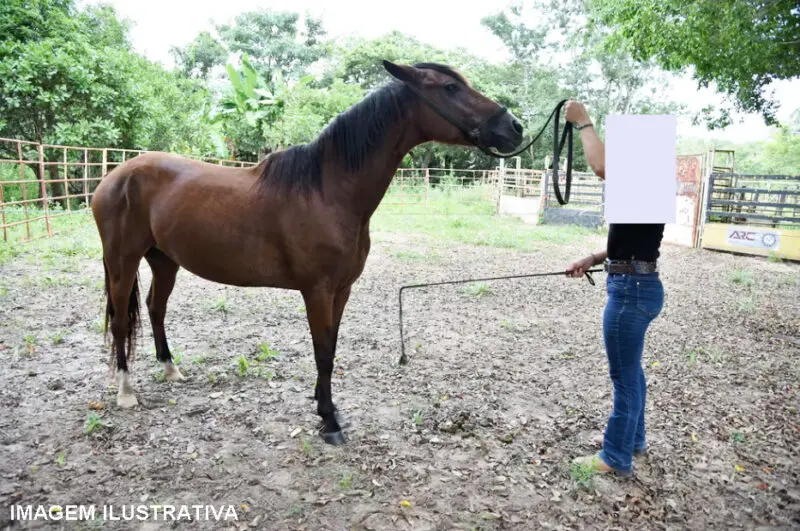 Acontece em Pitanga – Pega égua emprestada e deixa na boate como garantia do que consumiu
