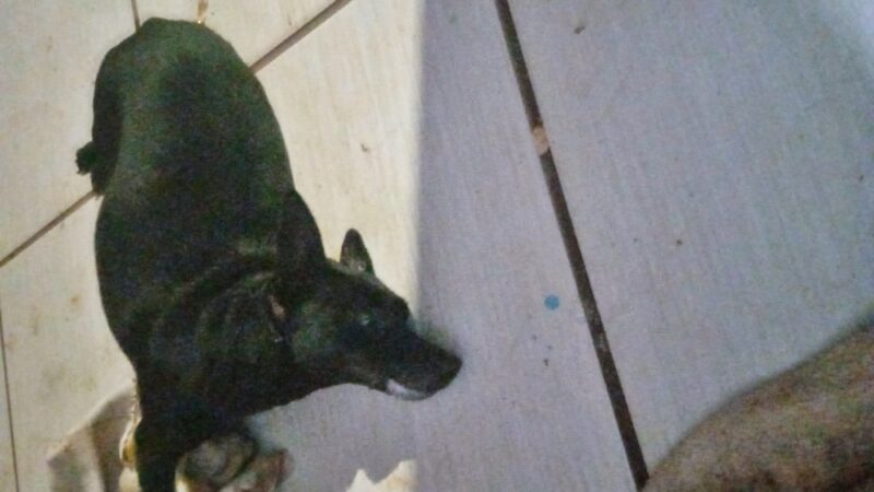  Suposto envenenamento de cachorros em Nova Tebas