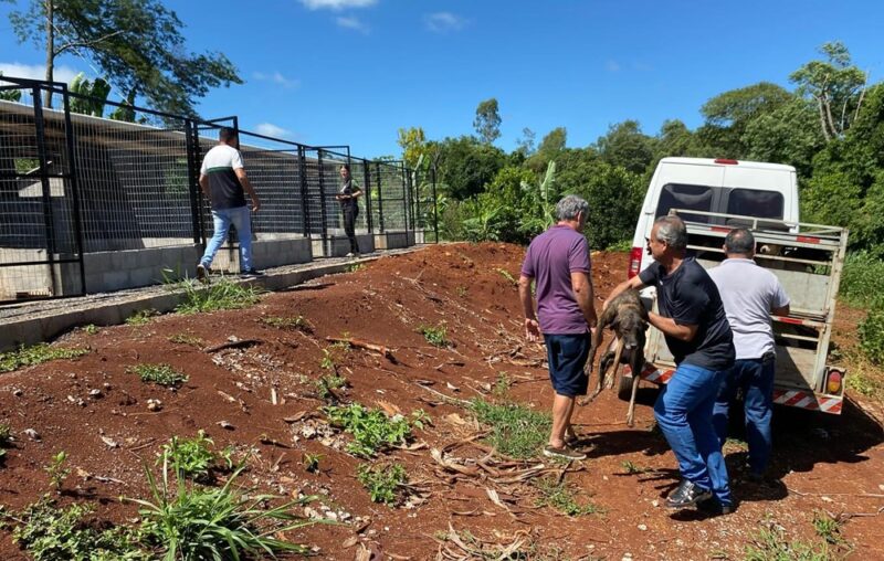  A partir de ação civil pública ajuizada pelo Ministério Público, Município de Três Barras do Paraná constrói canil para abrigar e tratar de animais de rua
