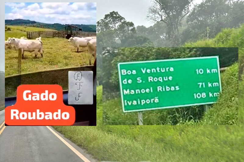  Cerca de 10 cabeças de gado são furtados de uma propriedade do interior de Boa Ventura