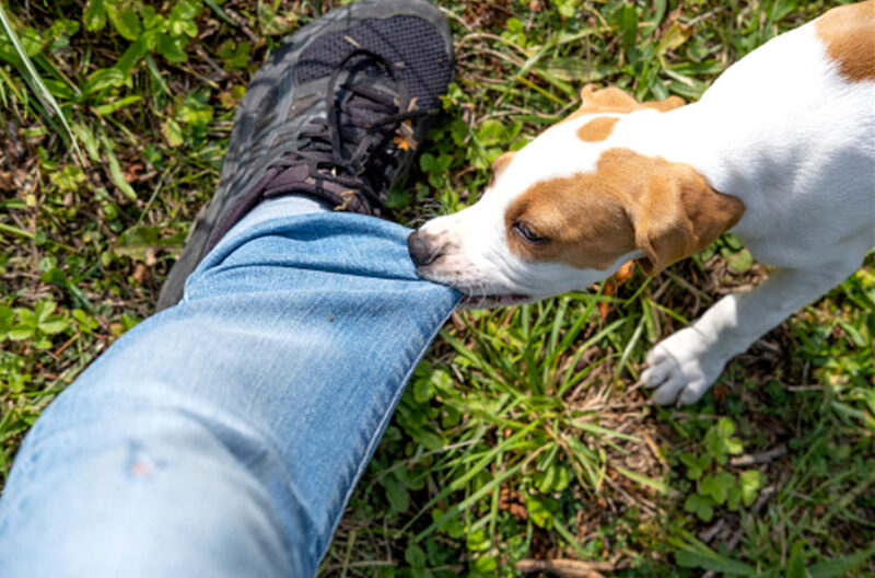  Homem que agrediu um cachorro com golpes de faca no centro de Curitiba é denunciado por crime de maus-tratos e pode pegar até cinco anos de reclusão