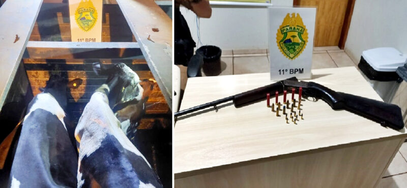  Gado furtado de uma propriedade de Nova Tebas é apreendido pela PM em Roncador