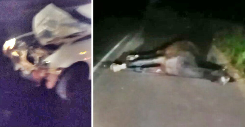  Veículo bate em animal na PRC-466 em Pitanga. Animal morre e o veículo fica parcialmente destruído