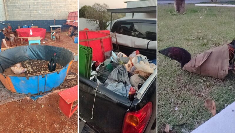  “Rinha de Galo” em Palmital/PR. 17 pessoas foram encaminhados para Delegacia e vários objetos e aves apreendidas