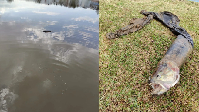  Aconteceu em Prudentópolis/PR. Bombeiros são acionados para “corpo boiando em rio”, mas são surpreendidos por peixe