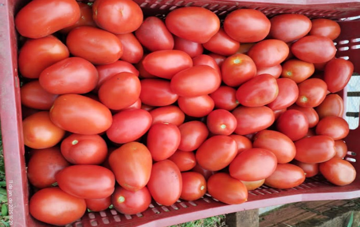 Produção em alta, preço em baixa, e sem comércio, produtores da região perdem toda produção de tomates