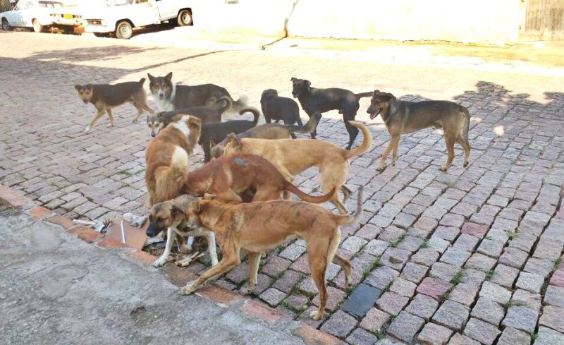  Promotora de Pitanga se pronuncia a respeito do IC instaurado para acompanhar ações de controle a animais de rua