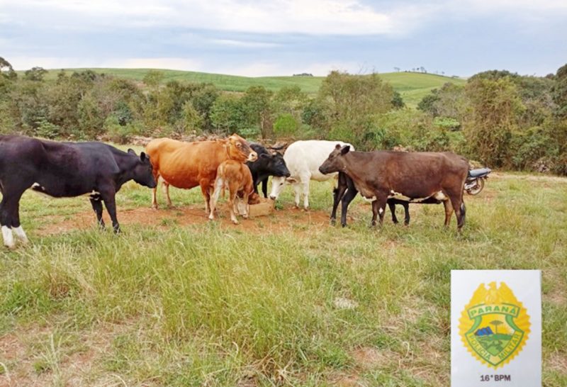  Ladrões abandonam 7 cabeças de gado a 10 km da propriedade de onde furtaram, no interior de Turvo/PR