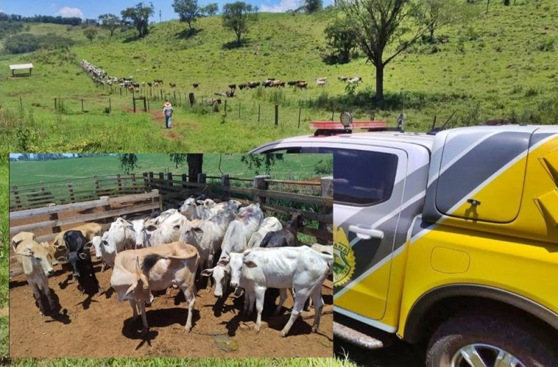  Gado furtado em Mato Rico é recuperado pela PM no interior de Nova Tebas