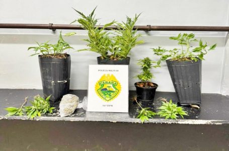 Preso em Guarapuava com plantas de maconha em vasos na casa