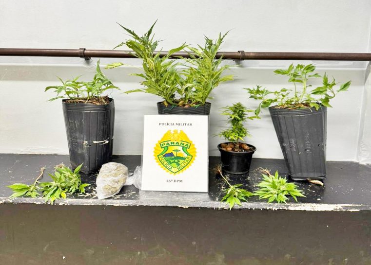  Preso em Guarapuava com plantas de maconha em vasos na casa
