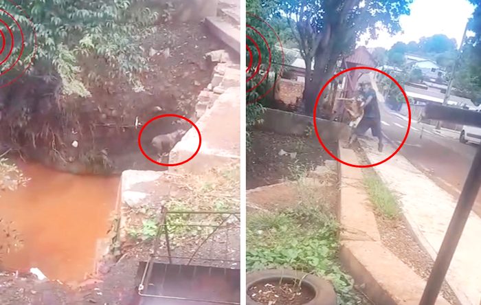  MP denuncia homem por maus-tratos reiterados após ele ser filmado jogando cachorro em riacho no Paraná