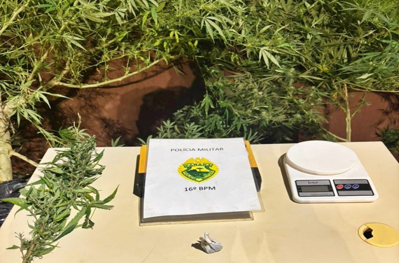  Preso com plantação e venda de maconha no terreno em Pitanga