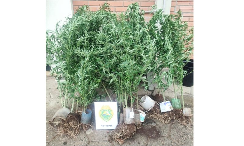  PM encontra e apreende 20 pés de maconha plantados no meio do mato no interior de Candói/PR