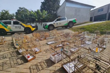 Fiscalização resgata 95 aves, aplica R$ 400 mil em multas e prende criador por maus-tratos — Foto: PMPR