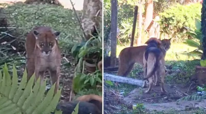  Onça-parda aparece em uma chácara em Guarapuava e, “acuada” por cachorros, foge no mato